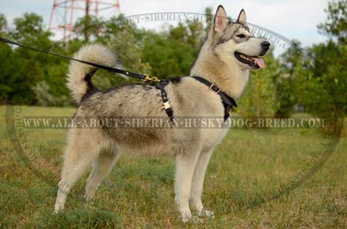 Leather Tracking Dog Harness for Siberian Husky's Busy Life