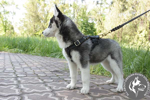 Siberian Husky leather leash of genuine materials with handset decoration for daily activity