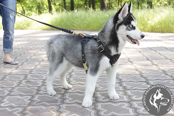 Siberian Husky leather leash of high quality brass plated hardware for walking