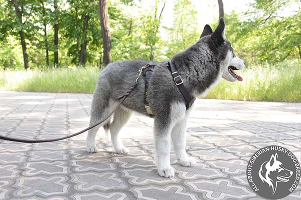 Siberian Husky leather leash of braided design with brass plated hardware for daily activity