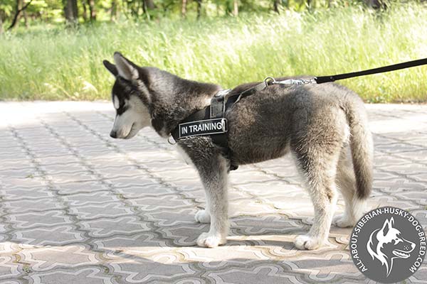 Siberian Husky nylon leash with rust-proof hardware for daily walks