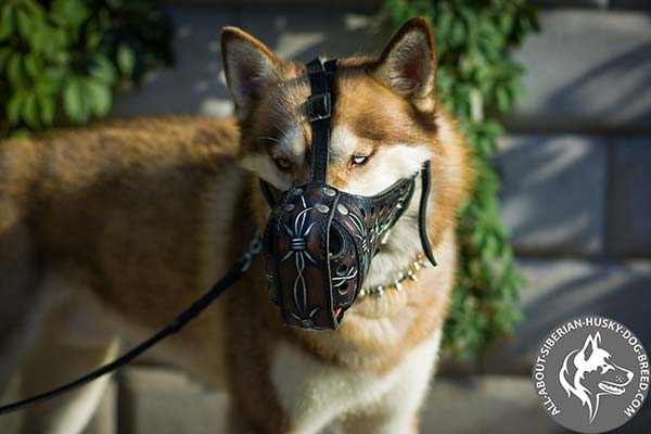 Padded Nose Leather Siberian Husky Muzzle with Barbed Wire Painting