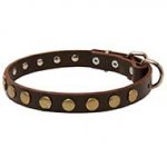 Fancy Leather Siberian Husky Collar with One Row of Brass Circles
