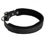 Padded Leather Siberian Husky Collar for Dog Attack Training
