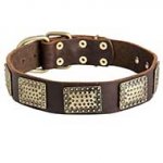 Gorgeous Leather Siberian Husky Collar with Hammered Brass Plates