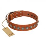 "Silver Spike" Handmade FDT Artisan Tan Leather Siberian Husky Collar with Old Silver-Like Spikes