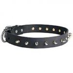Incredible Leather Spiked Siberian Husky Collar