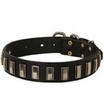 Splendid Leather Siberian Husky Collar with Nickel Plates