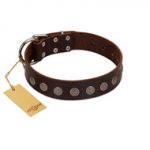 "Starry-Eyed" Best Quality FDT Artisan Brown Designer Leather Siberian Husky Collar with Small Plates