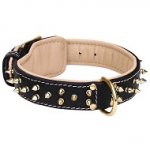 Siberian Husky Leather Nappa Padded Collar with Brass Spikes