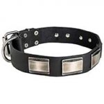 Leather Siberian Husky Collar with Large Nickel Plates