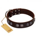 "King Arthur" FDT Artisan Brown Leather Siberian Husky Collar with Spiky Plates