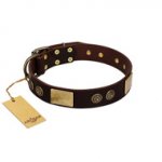 "Bow-Wow Effect" FDT Artisan Brown Leather Siberian Husky Collar with Plates and Ornate Studs
