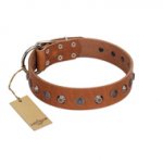 "Silver Age" Fashionable FDT Artisan Tan Leather Siberian Husky Collar with Silver-Like Studs