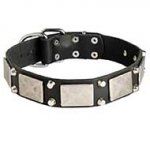 Exclusive Leather Siberian Husky Collar with Nickel Plates and Pyramids