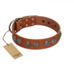 "Luxurious Life" Premium Quality FDT Artisan Tan Leather Siberian Husky Collar with Round Adornments