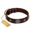 "Flashy Woof" FDT Artisan Brown Leather Siberian Husky Collar with Chrome Plated Brooches