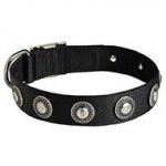 Nylon Siberian Husky Collar with Silver Conchos for Walking and Training