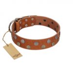 "Ancient Symbol" Trendy FDT Artisan Tan Leather Siberian Husky Collar with Silver- and Gold-Like Studs