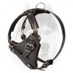 Training leather Siberian Husky harness with D-ring
