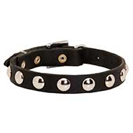 Elegant Leather SIberian Husky Collar with Nickel Studs for Daily Walking