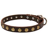 Fancy Leather Siberian Husky Collar with One Row of Brass Circles