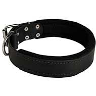 Incredible Leather Siberian Husky Collar with Inside Felt Padding