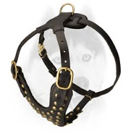 Stylish looking studded Siberian Husky harness