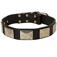 Brilliant Leather Siberian Husky Collar with Nickel Plates
