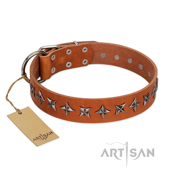 Fancy walking dog collar of top quality natural leather with adornments