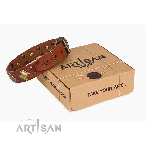 Fancy walking dog collar with Unusual rust-proof studs