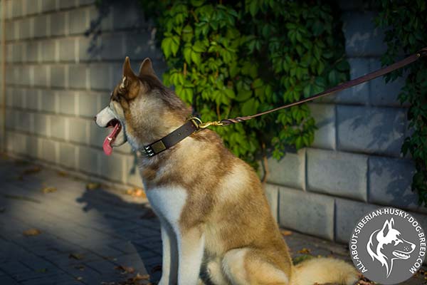 Leather Siberian  Siberian Husky Collar with Convenient Hardware
