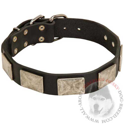 Leather Siberian Husky Collar with Nickel Plates