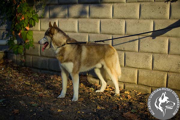 Durable Leather Siberian Husky Choke Collar for Safe Handling