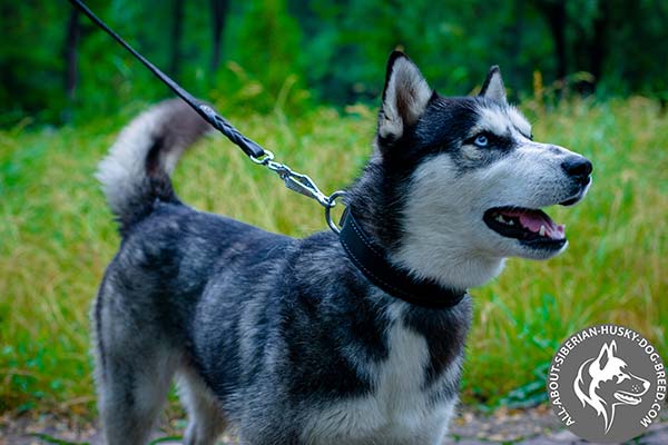 Comfortable Siberian Husky Collar with Thick Felt Padding