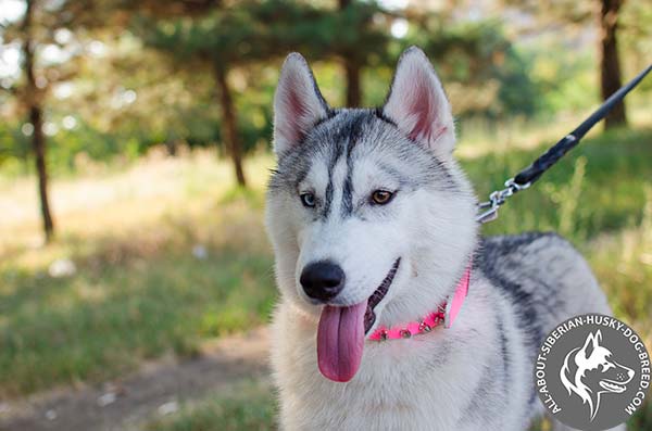 Comfy to Wear Female Siberian Husky Collar with Shiny Decor