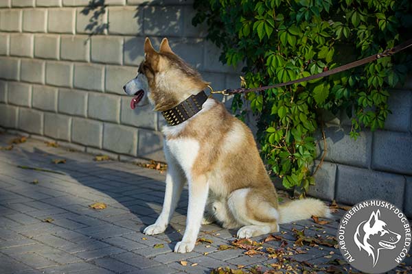 Comfy to Wear Siberian Husky Collar with Rust-proof Hardware