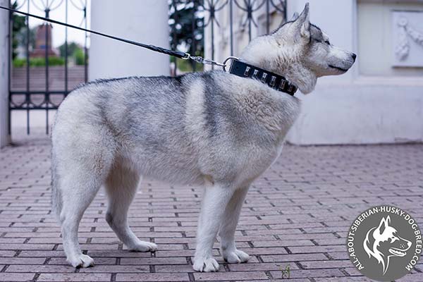 Dainty Leather Siberian Husky Collar with Vertically Set Thin Plates