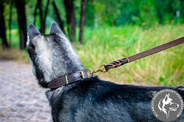 Studded Siberian Husky Collar with Break-proof Hardware