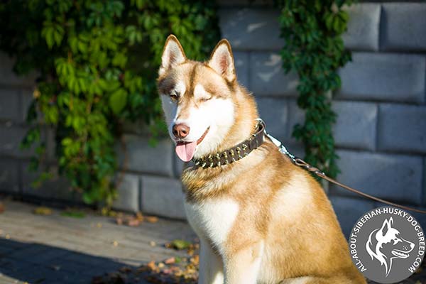 Matchless Style Leather Siberian Husky Collar