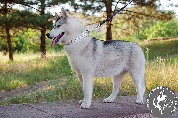 Decorated White Leather Siberian Husky Collar for Noble Dogs