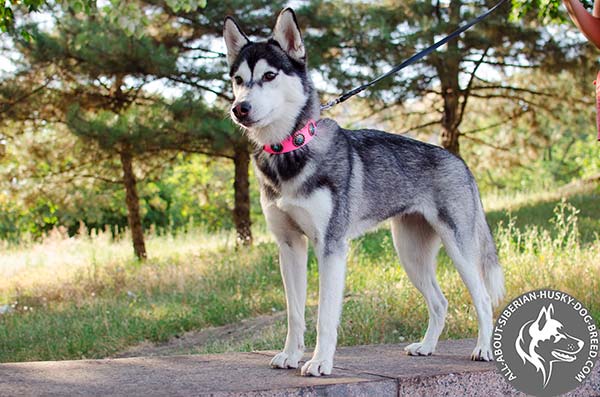 Decorated Pink Leather Collar for Siberian Husky Walking