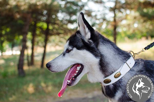 Decorated White Siberian Husky Colar with Riveted Brass Fittings