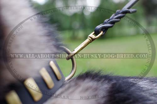 Reliable brass hardware for leather Siberian Husky collar