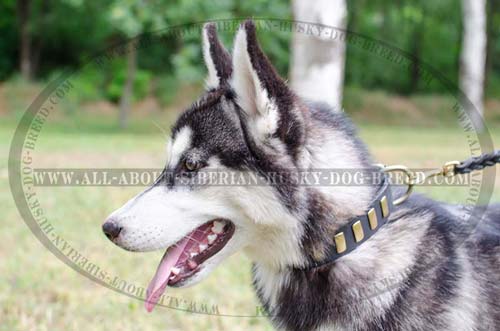 Leather decorated collar with brass plates for Siberian Husky