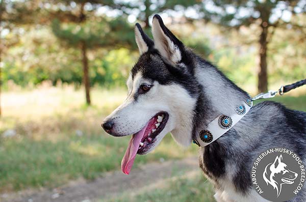 Deluxe White Leather Collar for Elegant Siberian Husky