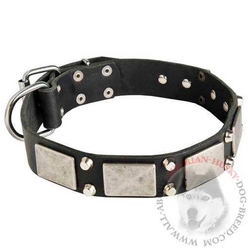 Leather Studded Collar for Siberian Husky with Massive Nickel Plates