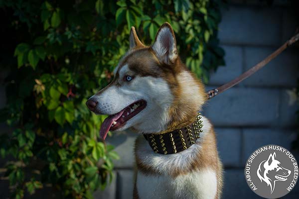 Designer Leather Siberian Husky Collar with Hand Set Spikes