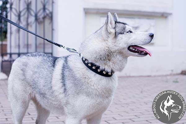 Elegant Siberian Husky Collar with Silvery Cones