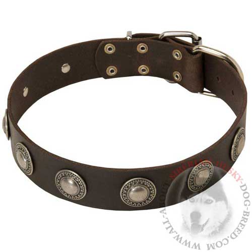 Wide Leather Dog Collar Conchos Adorned for Walking Siberian Husky